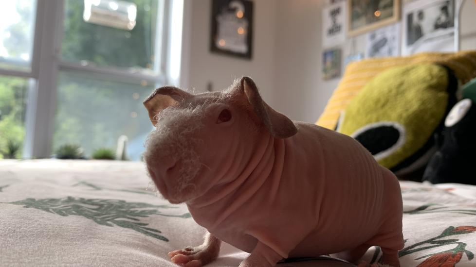 Skinny store guinea pig