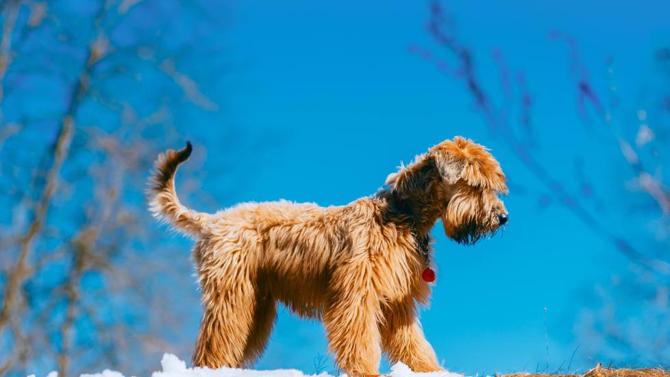 soft coated wheaten terrier walking in snow against a blue sky