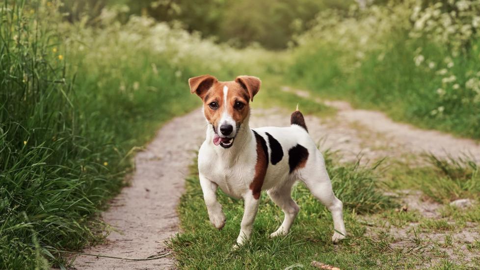 jack russell terrier with tongue out on a trail outside