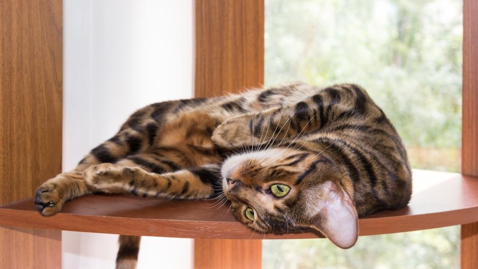 toyger cat lying on a window perch