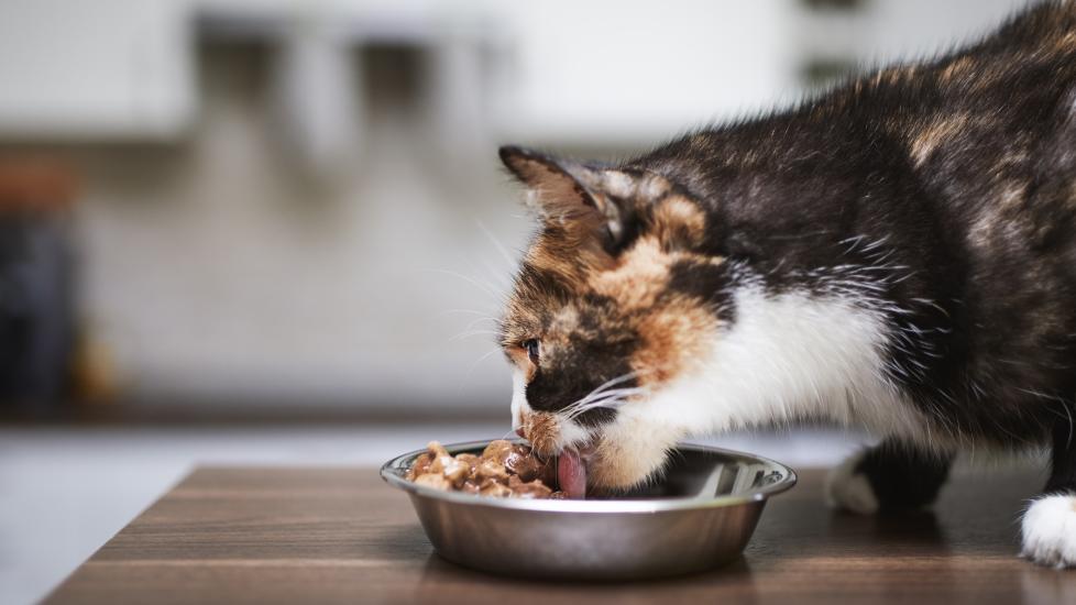 calico cat eating wet food from a metal bowl