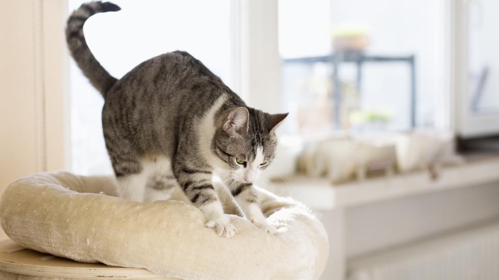 brown and white tabby cat kneading a cat bed