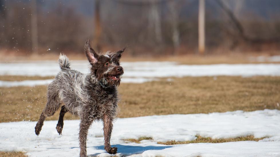 wirehaired pointing griffon running