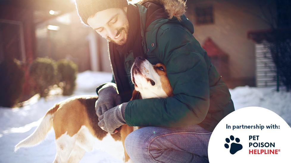 My Dog Ate a Hand Warmer. Now What? | PetMD