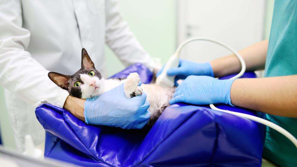 Stomach Pain in Cats | PetMD