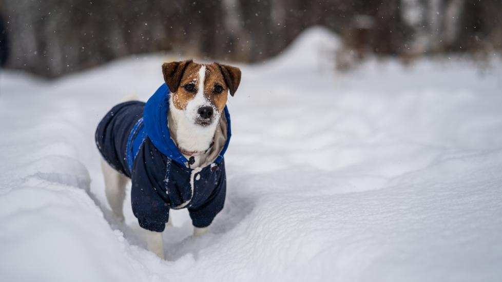 jack russell dog in coat standing in snow