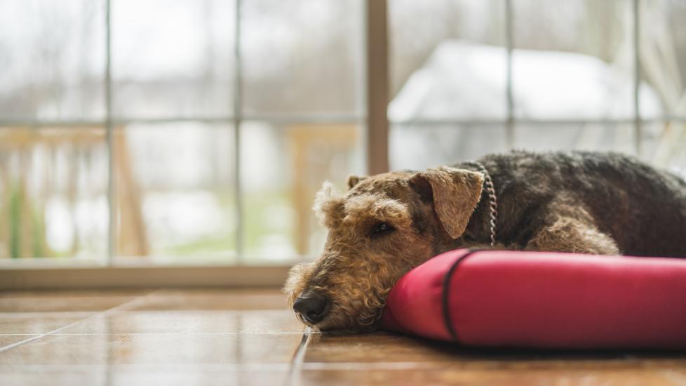 An Airedale Terrier is sleeping in bed