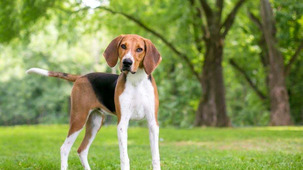 american foxhound standing in a park