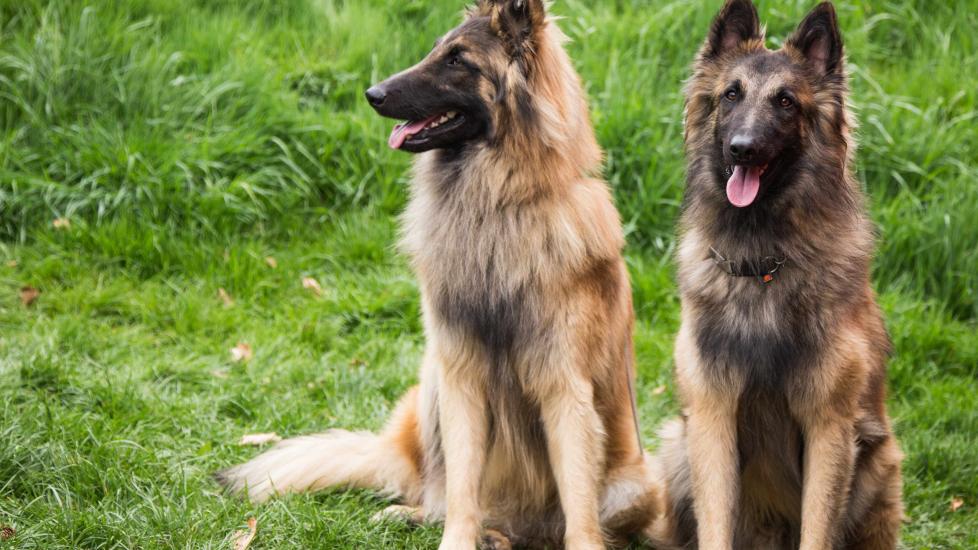 two belgian tervuren dogs sitting in grass
