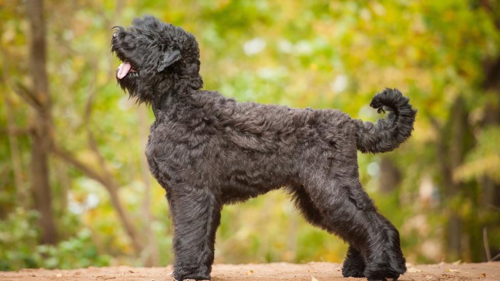 large black russian terrier profile standing outside