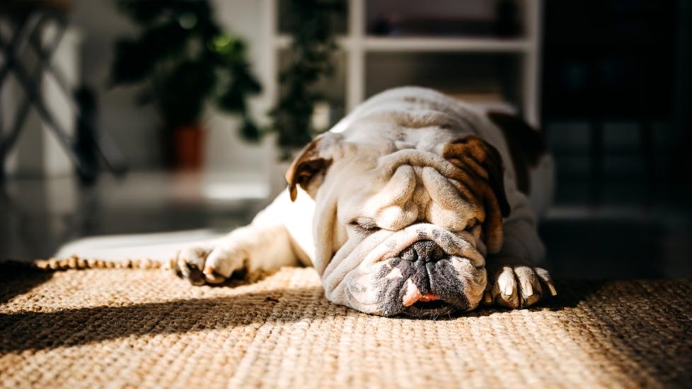 bulldog sleeping in a sun spot on the floor
