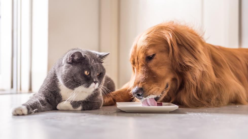 cat and dog lying on the floor and drinking milk