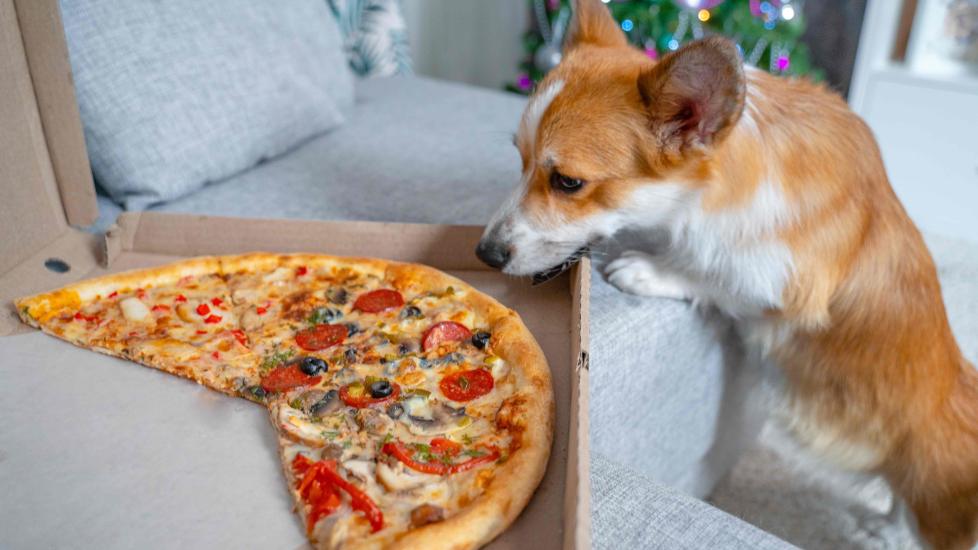 corgi dog looking down at a pizza