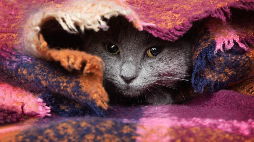 A gray cat hides under a pink blanket.