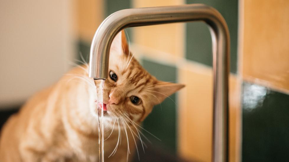 A cat laps up tap water from the faucet.