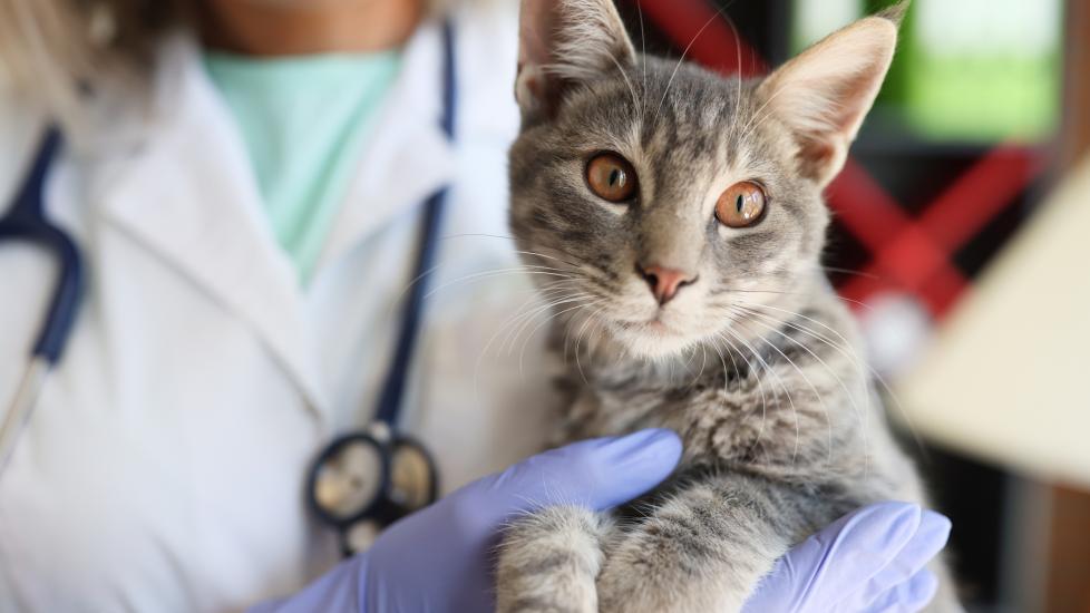 A cat is held with their vet.
