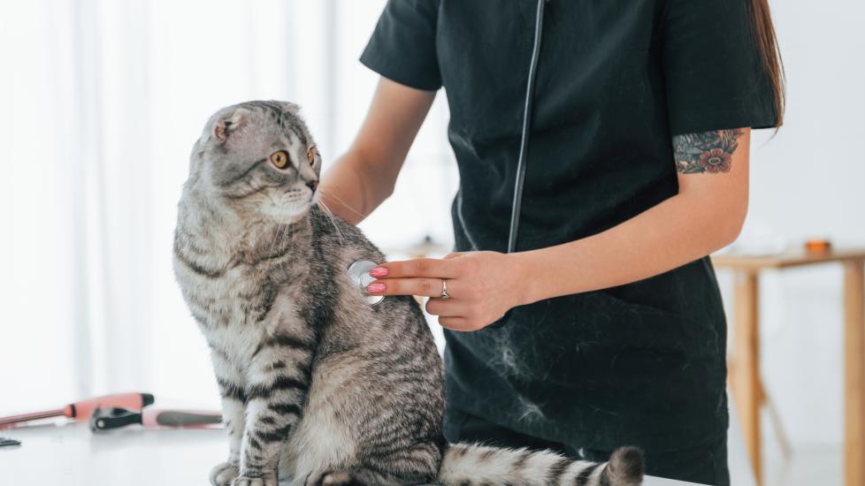 A Scottish Fold cat sits with their vet.