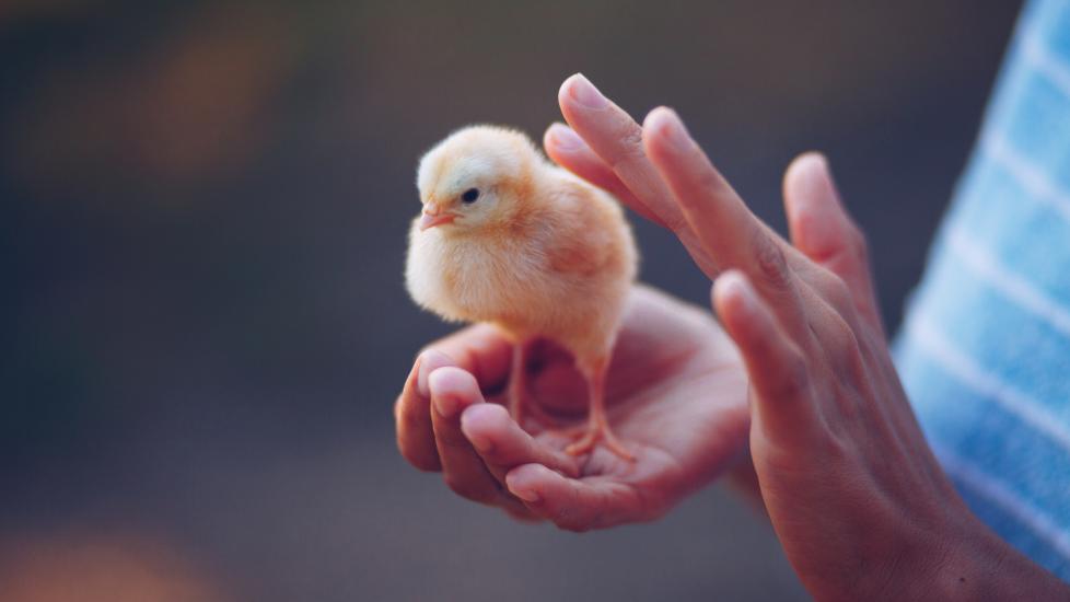 person holding a baby chick and petting it