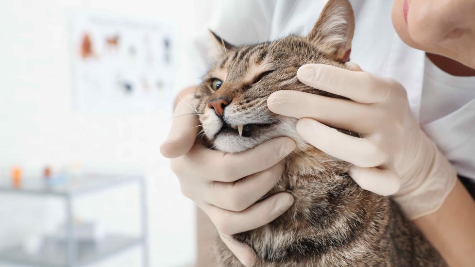 veterinarian wearing gloves and looking at a brown tabby's teeth