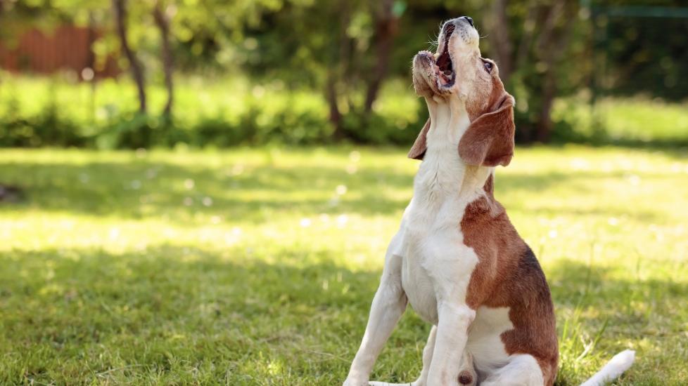 5 Reasons Why Your Dog Won’t Stop Barking PetMD