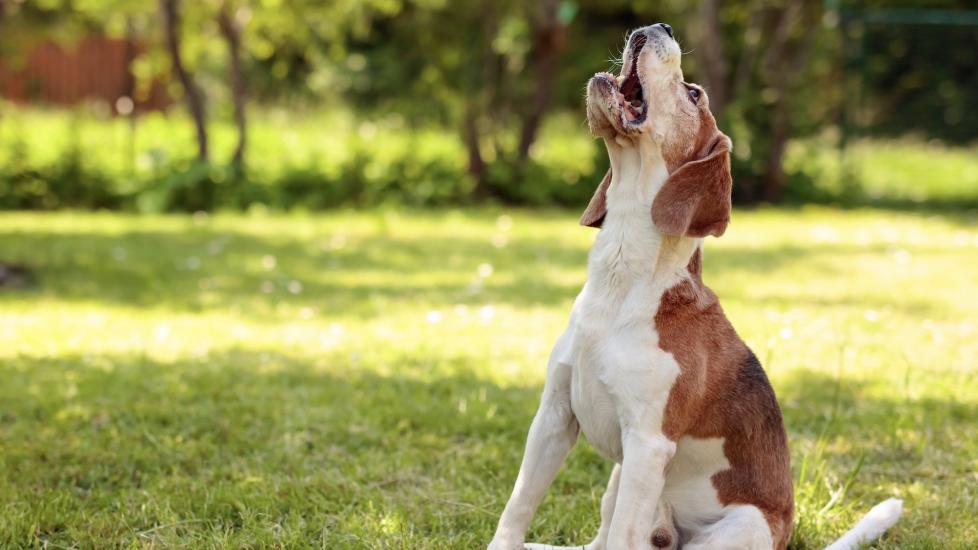 white and brown hound dog sitting and barking