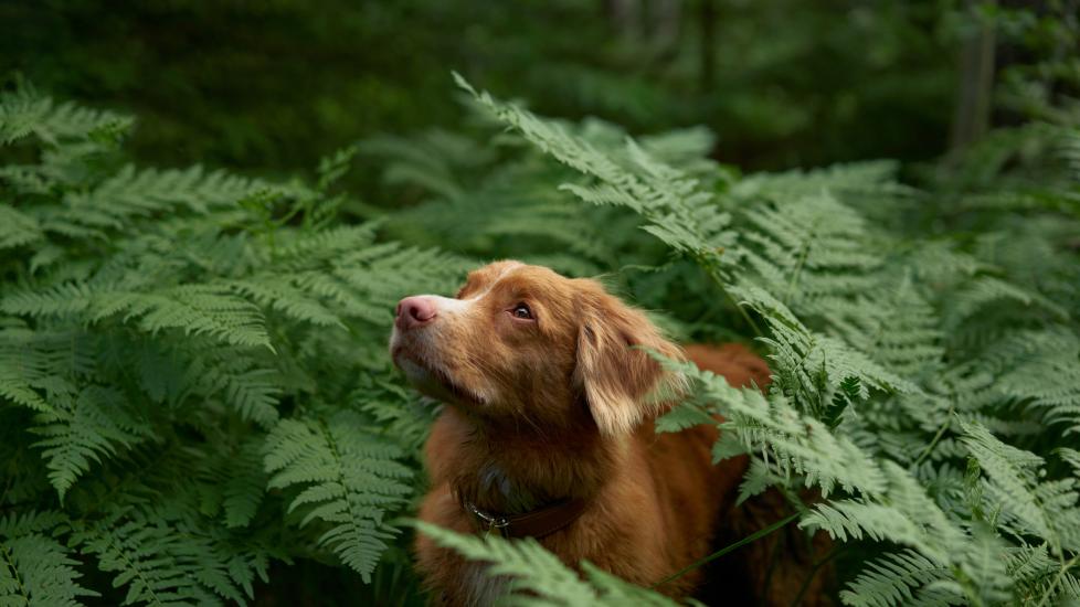 A Duck Tolling Retriever walks through a wooded area.