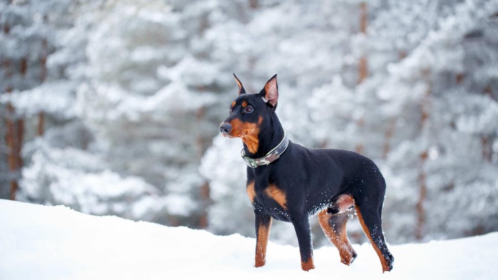 black and tan german pinscher dog standing in the snow