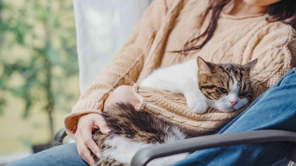7 Common GI Problems in Cats PetMD