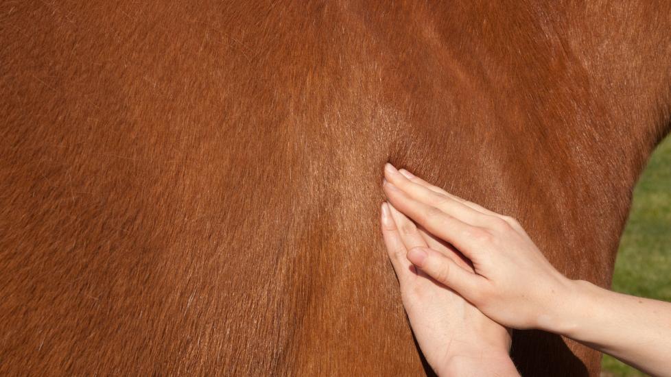 Horse shoulder massage