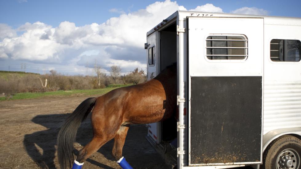 Horse trailer loading