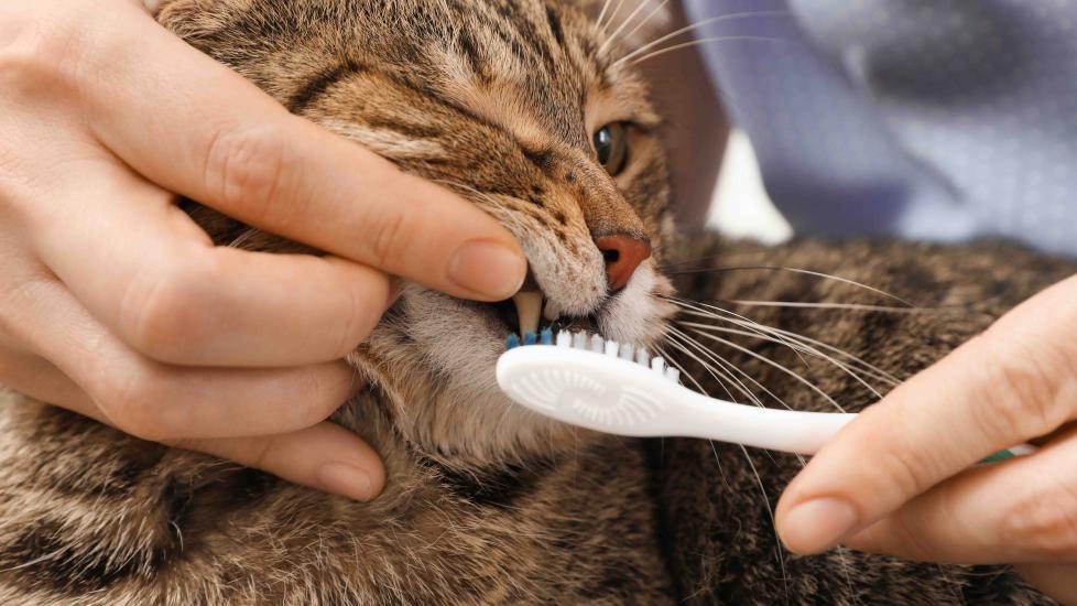 How Often Should You Brush Dog Teeth and Cat Teeth? PetMD