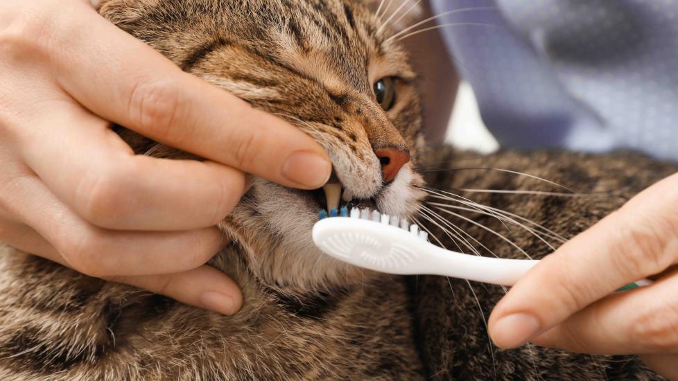 close-up of someone brushing a brown tabby's teeth