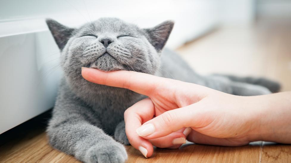 How To Pet a Cat Correctly PetMD