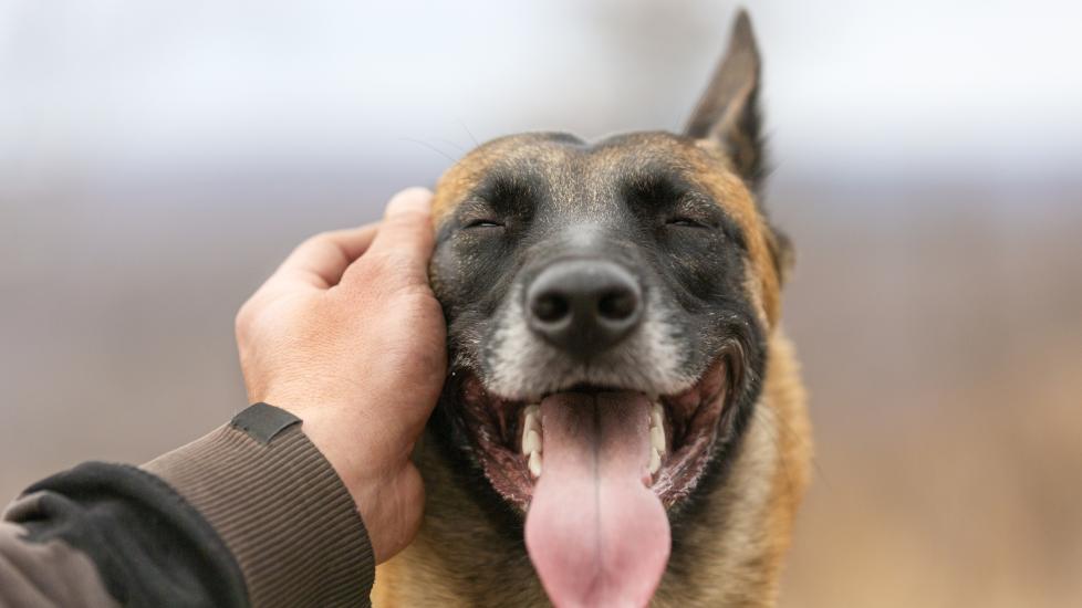 close-up of a german shepherd being pet on the cheek