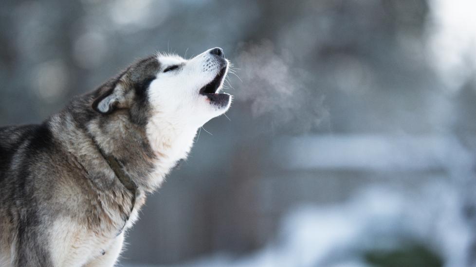 An Alaskan Malmute howls in the snow.