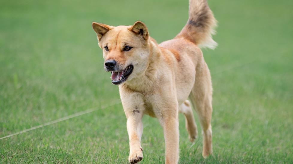 tan jindo dog running through grass