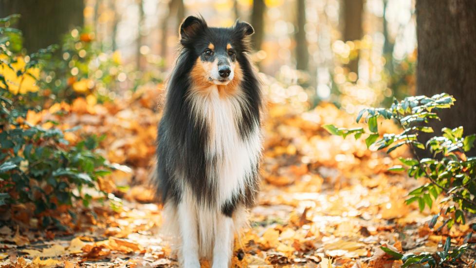 tricolor rough collie standing in an autumn forest