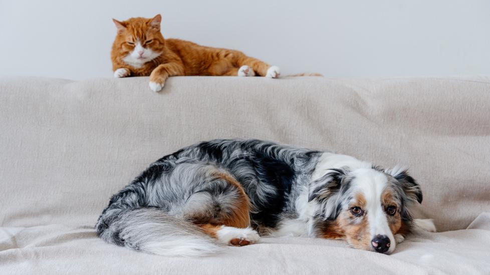 red cat and australian shepherd lying on a couch together