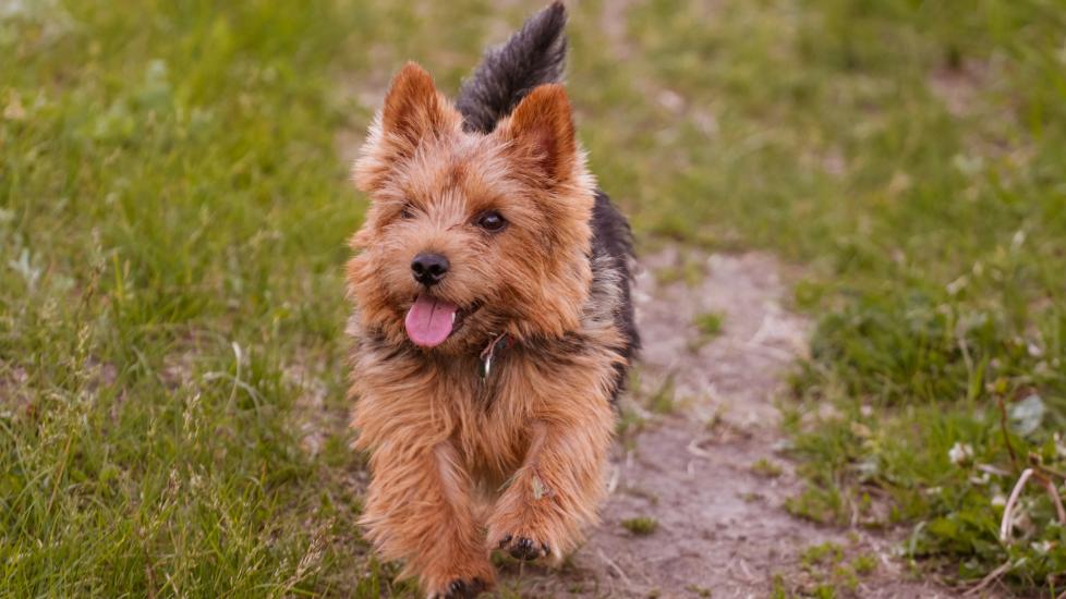 Black and tan shops norwich terrier