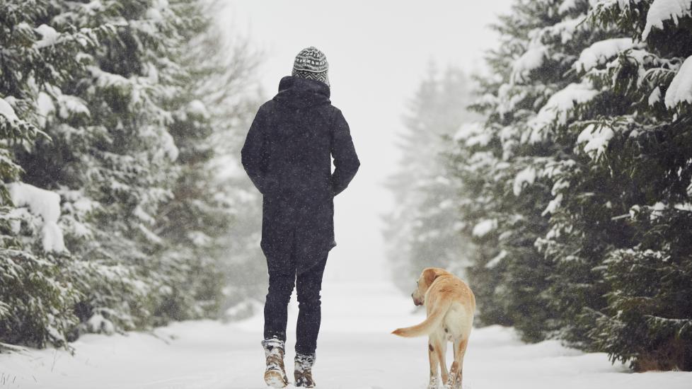 A pet parent walks with their dog through the snow.