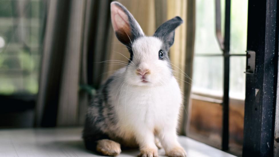 Rabbit UTI (Urinary Tract Infection) PetMD