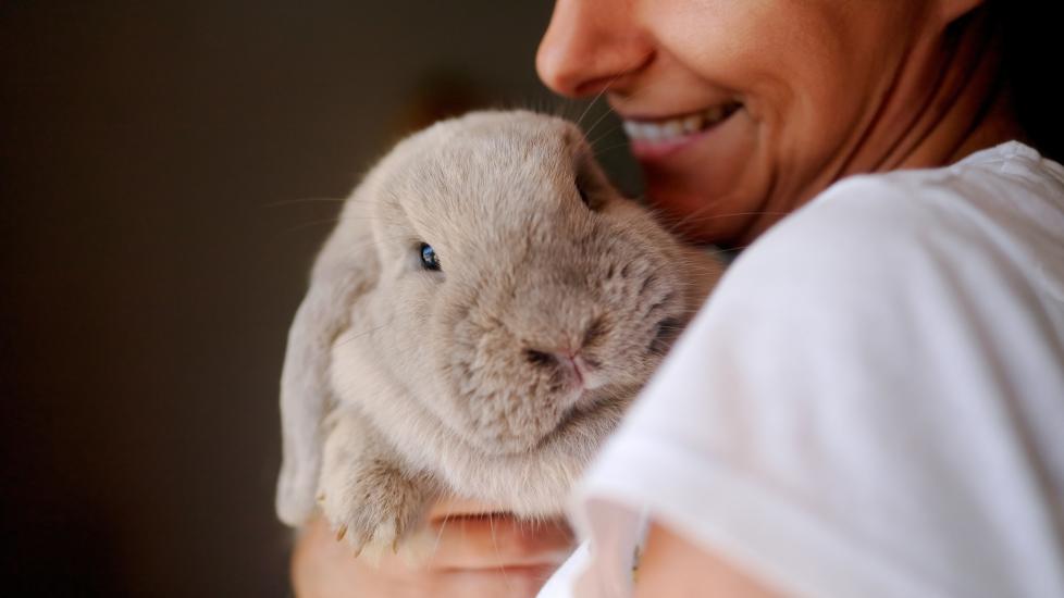 Cute rabbit being held