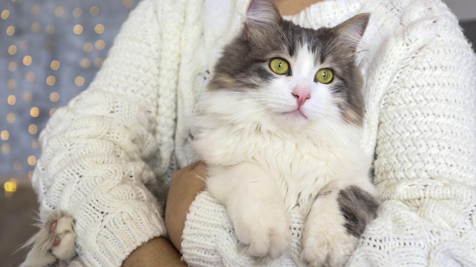 woman holding a white and gray ragamuffin cat