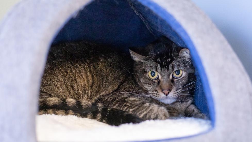 Anxiety Disorders in Cats | PetMD