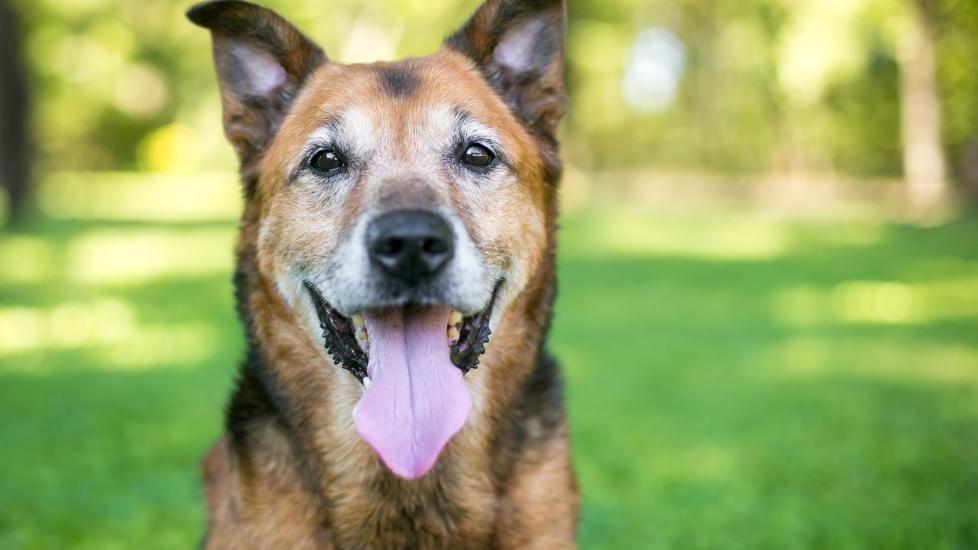 7 Health Issues to Look for When You Have an Older Dog | PetMD