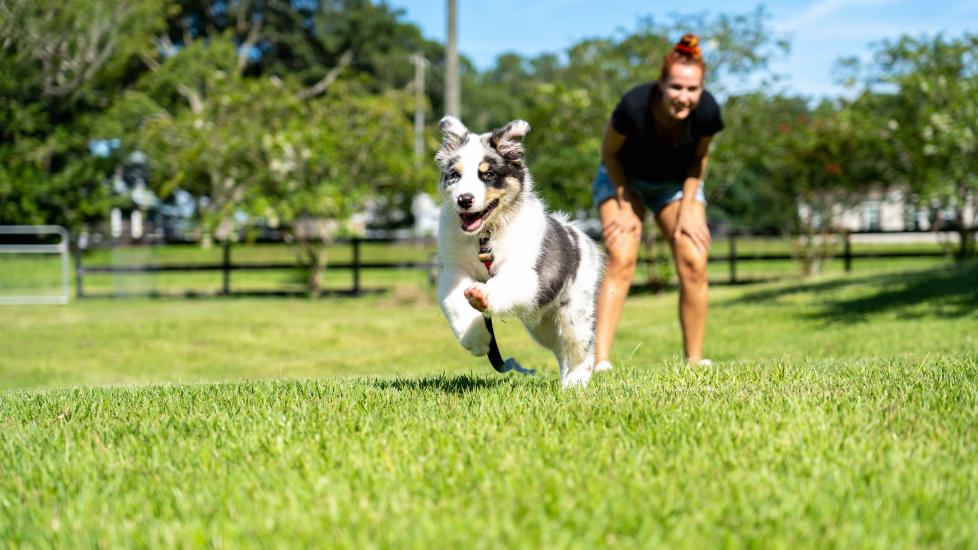 australian shepherd running in a field with a woman watching from behind