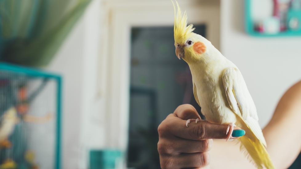 woman holding a cockatoo on her finger
