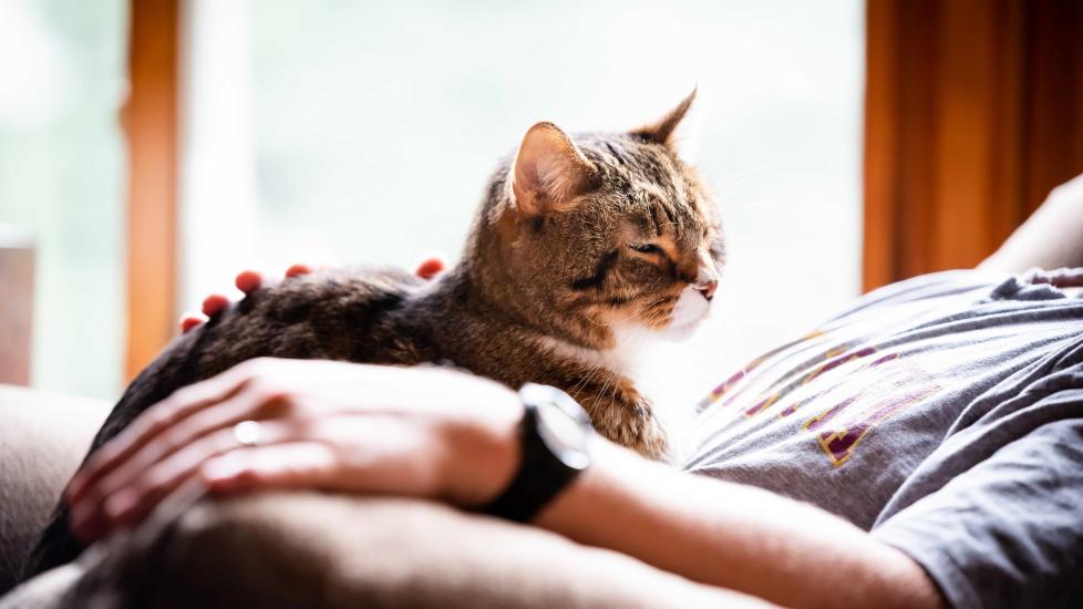 When Is a Cat Considered a Senior? What To Expect When Your Cat’s Aging