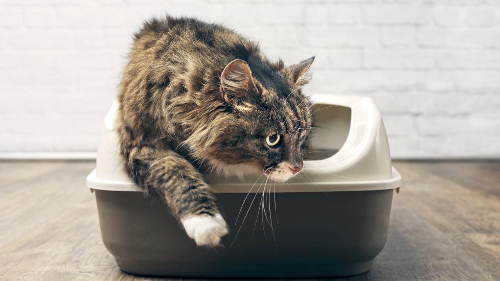 brown tabby maine coon getting out of the litter box