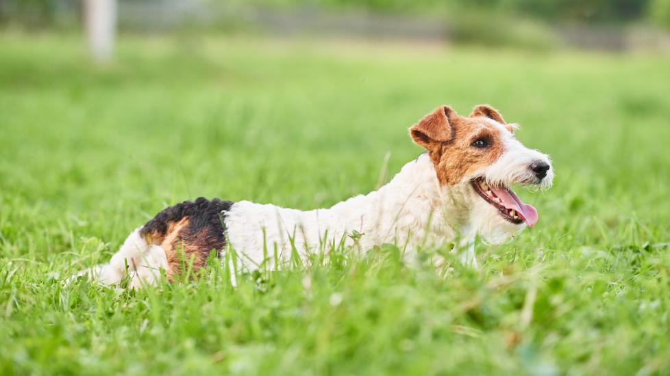 A Wirefox Terrier lays down on a green lawn.